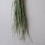 榊麻美植物研究所|石つと