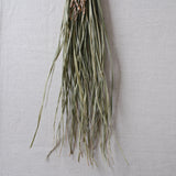 榊麻美植物研究所|石つと