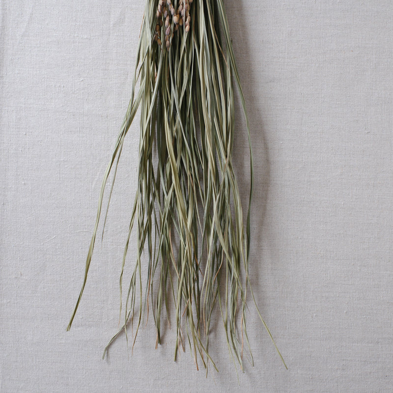 榊麻美植物研究所｜石つと