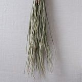 榊麻美植物研究所｜石つと