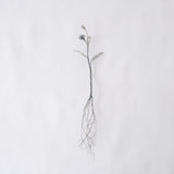 courircourir 横山真実｜ユウゲショウ